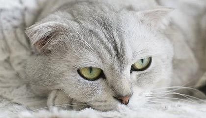 余姚2026年最新杭州高端商务伴游招聘网渠道分享(最方便真实的余姚茉莉伴游伴游天下全国联盟方法)