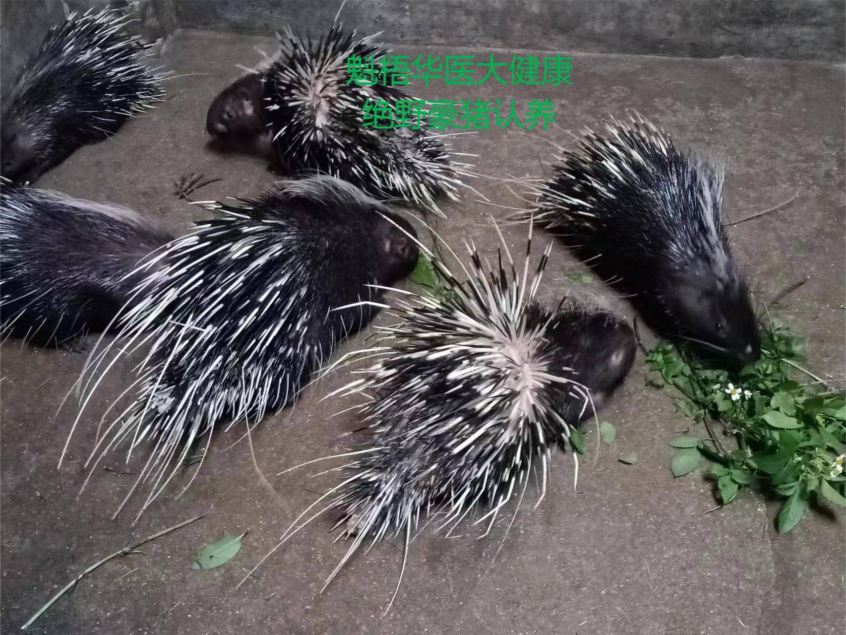 最新豪猪回收商家方法分析(最方便真实的余姚豪猪卖去什么地方方法)